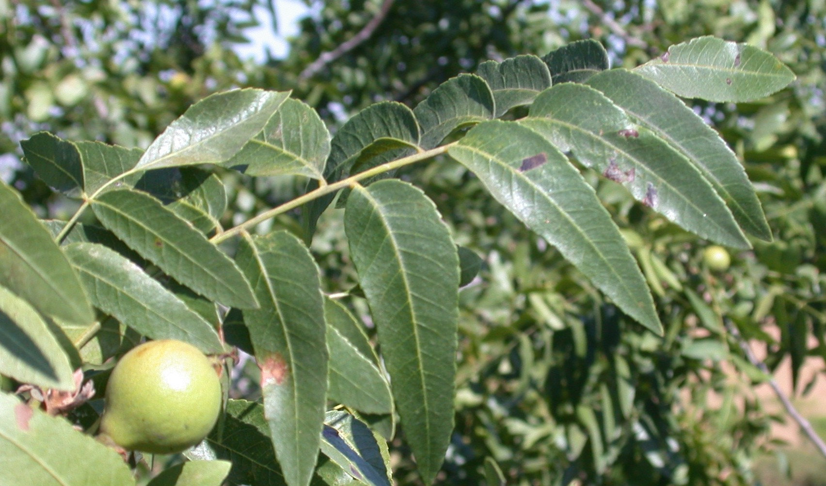 sepulvedabasinwildlife-common-native-trees